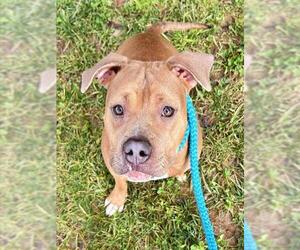 Mutt Dogs for adoption in Sacramento, CA, USA