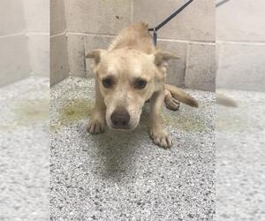 Pembroke Welsh Corgi-Unknown Mix Dogs for adoption in Conroe, TX, USA
