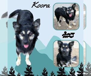 Australian Shepherd-Unknown Mix Dogs for adoption in Lindsay, CA, USA