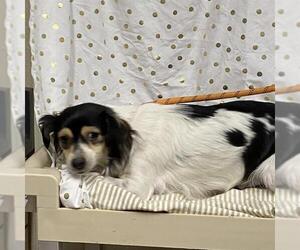 Chihuahua Dogs for adoption in Modesto, CA, USA