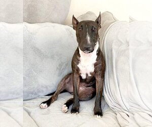 Bull Terrier Dogs for adoption in Temecula, CA, USA