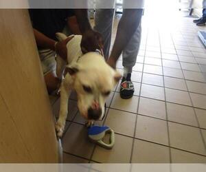 American Staffordshire Terrier-Unknown Mix Dogs for adoption in Ocala, FL, USA
