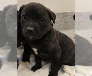 Staffordshire Bull Terrier Dogs for adoption in Houston, TX, USA