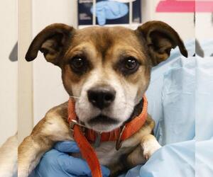 Chihuahua-Unknown Mix Dogs for adoption in San Antonio, TX, USA