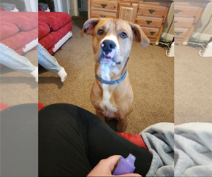 Chihuahua-Unknown Mix Dogs for adoption in Holly Springs, NC, USA