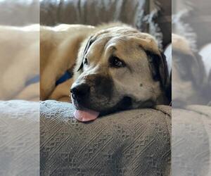 Anatolian Shepherd Dogs for adoption in Boston, MA, USA