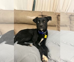 Siberian Husky-Unknown Mix Dogs for adoption in Sandy, UT, USA