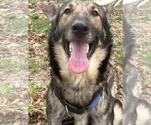 Medium Photo #3 German Shepherd Dog Puppy For Sale in Hudson, NY, USA