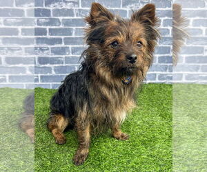 Pomeranian-Unknown Mix Dogs for adoption in Corona, CA, USA
