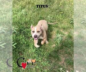 American Pit Bull Terrier-American Staffordshire Terrier Mix Dogs for adoption in Thorndale, TX, USA