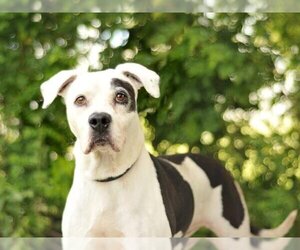 American Pit Bull Terrier Dogs for adoption in Tavares, FL, USA