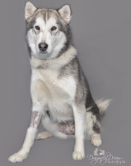 Alaskan Malamute Dogs for adoption in Waynesboro, PA, USA