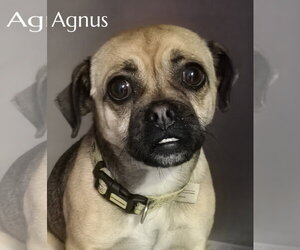 Chug Dogs for adoption in Phelan, CA, USA