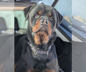 Rottweiler Dogs for adoption in Hillsboro, NH, USA