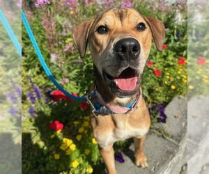 Labrador Retriever-Unknown Mix Dogs for adoption in Anchorage, AK, USA
