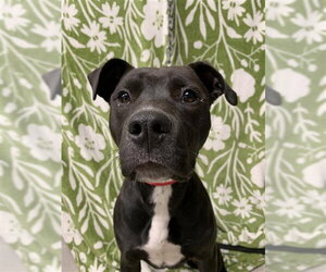 Labrador Retriever-Unknown Mix Dogs for adoption in Fairbanks, AK, USA