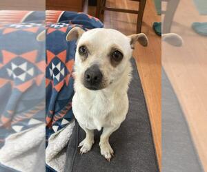 Chihuahua Dogs for adoption in Santa Cruz, CA, USA