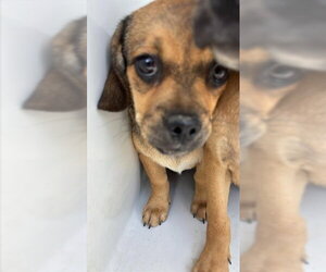 Puggle Dogs for adoption in Houston, TX, USA