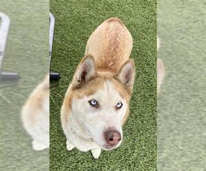 Siberian Husky Dogs for adoption in Downey, CA, USA