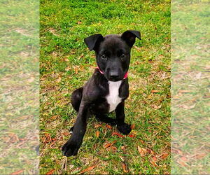 Dutch Shepherd -Unknown Mix Dogs for adoption in Imlay City, MI, USA