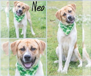 Anatolian Shepherd-Saint Bernard Mix Dogs for adoption in Winston Salem, NC, USA