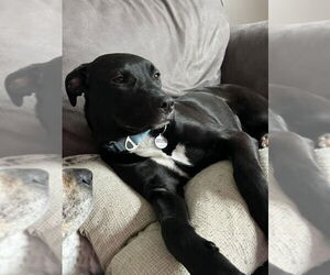 Mutt Dogs for adoption in Candler, NC, USA