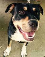 Rottweiler-Unknown Mix Dogs for adoption in valley center, CA, USA