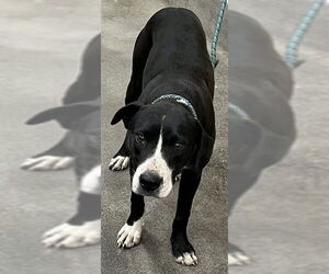 Labrador Retriever-Unknown Mix Dogs for adoption in Forestville, MD, USA