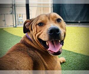 American Pit Bull Terrier-Unknown Mix Dogs for adoption in Orlando, FL, USA