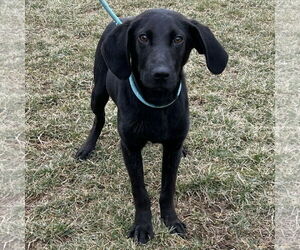 Labrador Retriever-Unknown Mix Dogs for adoption in Batavia, OH, USA
