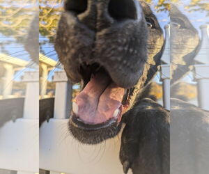 Labrador Retriever-Unknown Mix Dogs for adoption in Sandy, UT, USA