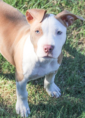 American Staffordshire Terrier Dogs for adoption in PIPE CREEK, TX, USA