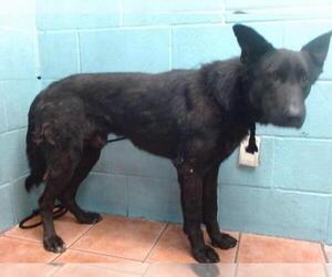 German Shepherd Dog Dogs for adoption in Downey, CA, USA