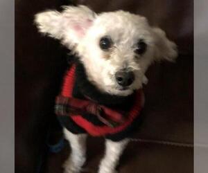 Poodle (Miniature) Dogs for adoption in Rosenberg, TX, USA