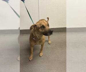 German Shepherd Dog-Unknown Mix Dogs for adoption in HESPERIA, CA, USA