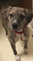 Bogle Dogs for adoption in O Fallon, MO, USA