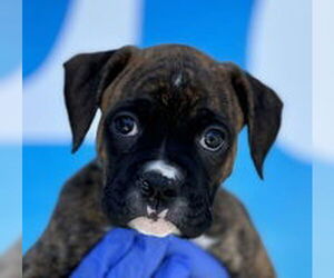 Boxer Dogs for adoption in Salinas, CA, USA