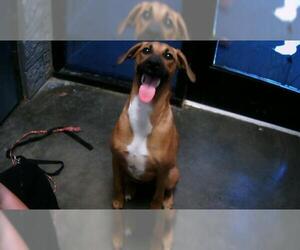 Doberman Pinscher-Unknown Mix Dogs for adoption in Tulsa, OK, USA