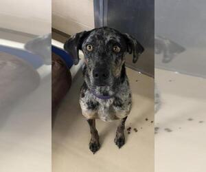 Catahoula Leopard Dog Dogs for adoption in Yreka, CA, USA