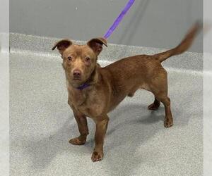Chihuahua-Unknown Mix Dogs for adoption in San Martin, CA, USA