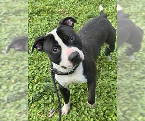 American Staffordshire Terrier Dogs for adoption in Fort Lauderdale, FL, USA