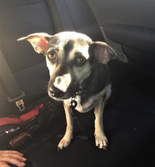 Meagle Dogs for adoption in Arlington, VA, USA
