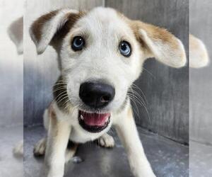 Huskies -Unknown Mix Dogs for adoption in San Antonio, TX, USA