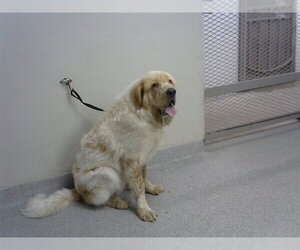 Great Pyrenees-Unknown Mix Dogs for adoption in Pasadena, TX, USA
