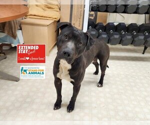 Boxador Dogs for adoption in Charlotte, NC, USA