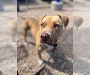 American Pit Bull Terrier-Unknown Mix Dogs for adoption in Grand Junction, CO, USA