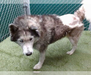 Siberian Husky Dogs for adoption in Downey, CA, USA