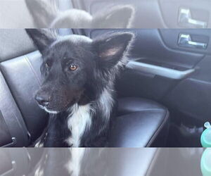 Border Collie-Unknown Mix Dogs for adoption in Aurora, IN, USA