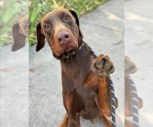 Doberman Pinscher Dogs for adoption in Woodland, CA, USA