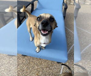 Chiweenie Dogs for adoption in The Woodlands, TX, USA